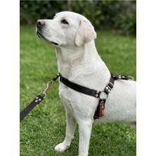 Vera Concept Store Köpek Göğüs Tasması Orta Irk Ayarlamalı Önden ve Sırttan Çekmeli Kolon Kordon Siyah