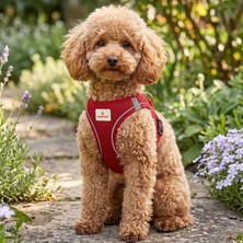 Vera Concept Store Köpek ve Kedi Göğüs Tasması M | Nefes Alabilen File Kumaş | Ayarlanabilir Yelek Tasarım | Yansıtıcı Şeritli | Küçük Irk Köpek ve Kediler Için