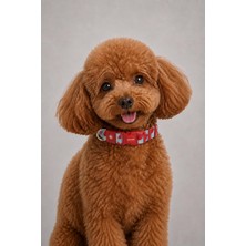 Vera Concept Store Köpek Boyun Tasması- Küçük Irk Tasma- Orta Irk Tasma- 2 Cm, Mavi Kırmızı