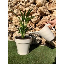 Vera Concept Store Sulama Kabı 2 Lt Krem Çiçek Bahçe Bitki