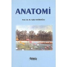 Str Store Anatomi