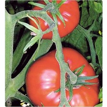 Tohum Diyarı Marmande Domates Tohumu 20+ Tohum