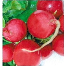 Tohum Diyarı İri Kırmızı Turp Tohumu 30+ Tohum