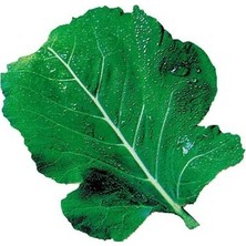 Tohum Diyarı Kara Lahana (Karadeniz) Tohumu 10+ Tohum