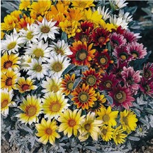Ziraat Evim 20 Adet Meramlı Kız Tohumu Koyun Gözü Tohumu (Gazania Splendens) Çiçek Tohumu