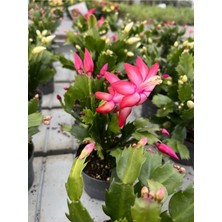 Garden Box Pembe Renk Paskalya Çiçeği - Hatiora Gaertneri 1 Adet - Yılbaşı Çiçeği