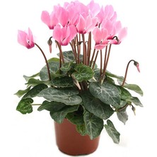 Serada Decor Plant Videolu Tavşan Kulağı Sıklamen Çiçeği (30 40 Cm)1 Adet Saksılı Çiçekli Bodur Bitki Cyclamen