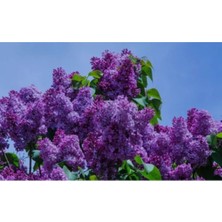 Serada Decor Plant 4 Adet Leylak Çok Kokan Çiçeği Fidanı 60 cm