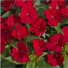 Serada Decor Plant Kırmızı Cam Güzeli Fidanı Yeniğine Saksılı