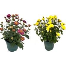 Serada Decor Plant Kasımpatı Çiçeği, 2li Set
