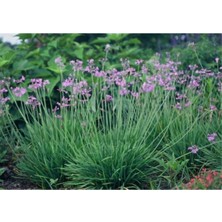 Serada Decor Plant Sosyete Sarımsağı Çiçeği Fidanı 50 cm