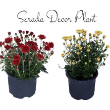 Serada Decor Plant Kasımpatı Kırmızı-Sarı 2 Adet Set8 Saksıda Krizantem(Chrysanthemum)Iç Mekan