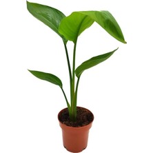 Garden Box Starliçe Beyaz Cennet Kuşu /yavru Sağlıklı 30-40CM Saksılı Salon Çiçeği