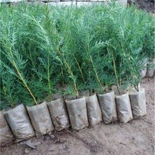 Serada Decor Plant Videolu Leylandi Çit Çamı Fidesi (15 30 Cm)35 Adet Dış Mekan Bitkisi Cupressus