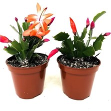 Garden Box Turuncu- Kırmzı Renk 2 Adet Yılbaşı Çiçeği 5.5 Saksıda