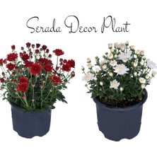 Serada Decor Plant Kasımpatı Kırmızı-Beyaz 2 Adet Set5 Saksıda Krizantem(Chrysanthemum)Çiçekli Bitki