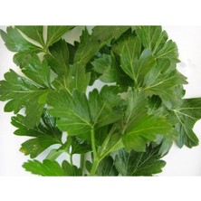 Arzuman D`Giant İtaliana Maydanoz (İthal) 10 Gram