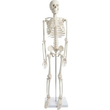 Temel Iskelet Modeli 85 cm