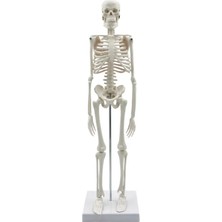 Temel Iskelet Modeli 45 cm