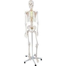 Temel Büyük Iskelet Modeli 160 cm