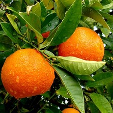 Taber Aşılı Akçay Şekeri Hilal Portakal Fidanı – Erkenci, Tatlı ve Sulu Özel Portakal Çeşidi