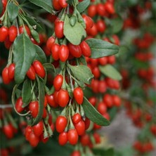 Taber Phoenix Tears Goji Berry Fidanı – Tatlı Kırmızı Meyveli Nadir Kurt Üzümü Çeşidi