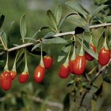 Taber Crimson Star Goji Berry Fidanı – Iri Parlak Kırmızı ve Tatlı Meyveli Kurt Üzümü