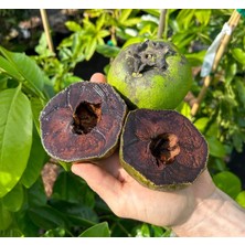 Taber Black Sapote Çikolata Meyvesi Fidanı – Nadir Tropikal Çeşit, Puding Kıvamlı Siyah Meyveli
