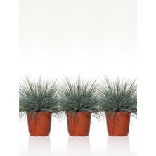 Osmanlı Çimi Fidanı, 3 Adet Saksılı, 20-40 Cm, Festuca Glauca, Bahçe Bitkisi