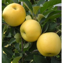 Yaş Golden Elma Fidanı