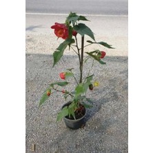 Küpesi Çiçeği, Saksıda Canlı Bitki, Kırmızı ve Pembe Çiçekli, Iç ve Dış Mekan Için Abutilon