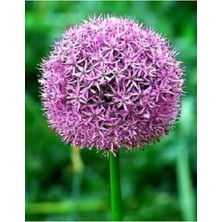 Dünyam 20 Adet Purple Gıant Allıum Tohumu