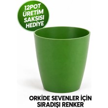 Orkide Saksısı Koyu Yeşil  Dekoratif Dış Saksı 1 Adet- 12 Pot Şeffaf Orkide Üretim Saksısı Hediyeli