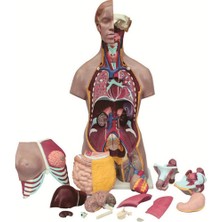 Edulab Insan Vücudu Torso 19 Parça, 85CM