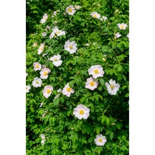 AnkaBahçe Dikensiz Kuşburnu Fidanı (Rosa Canina Var Inermis) 9X10 cm Saksılı 30-40 cm
