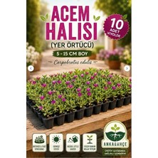 AnkaBahçe Asteriks Mezar Üstü Bitkisi 10 Adet (Acem Halısı)