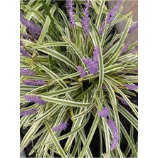 AnkaBahçe Saksılı Liriope Muscari Variegata - Alacalı Kurdele Çim, Dayanıklı Yer Örtücü Bitki