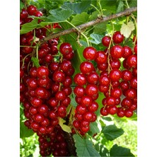 AnkaBahçe Kırmızı Frenk Üzümü 60–80 cm Büyük Saksılı
