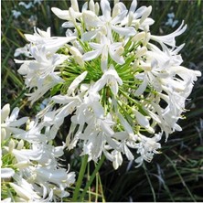 AnkaBahçe Agapanthus Afrika Zambak Çiçeği