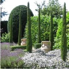 AnkaBahçe Cupressus Sempervirens Totem Selvi Servi Fidanı 20-40 cm