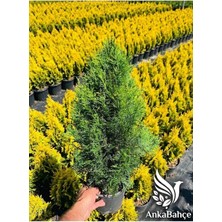 AnkaBahçe Pramit Mazı Fidanı 60-80 cm 3 Lt Saksı (Snargat)