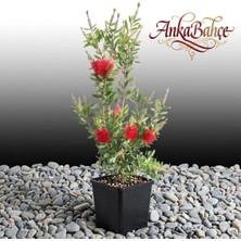 AnkaBahçe Fırça Çalısı (Callistemon Leavis) 20-40 cm Boy Fidanı