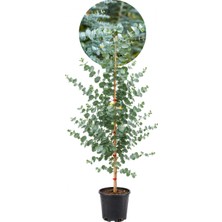 Fidan Sepetim 3 Yaş Eucalyptus Cinerea Silver Dollar Bodur Okaliptus Fidanı