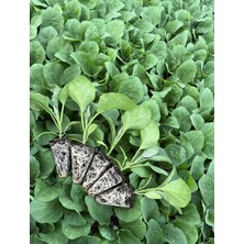 Agroplus Keykubat Patlıcan Fidesi 1o Adet