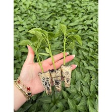 Agroplus Panda F1 Kapya Biber Fidesi 10 Adet