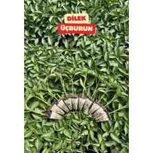 Agroplus Üçburun Biber Fidesi 10 Adet