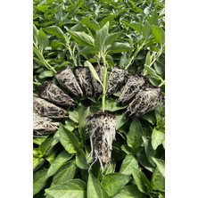 Agroplus Atlantis F1 Tatlı Sivri Biber Fidesi 10 Adet