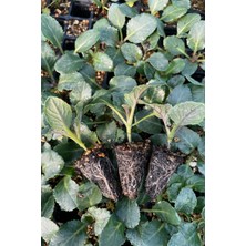 Agroplus Roket Brokoli Fidesi 20 Adet