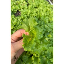 Agroplus Kanaryole Kıvırcık Marul Fidesi 20 Adet