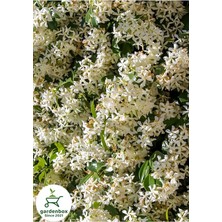 Fimer Arap Yasemin Çiçeği, 30-60 Cm, Saksılı, Bahçe Çiçeği